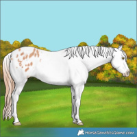 Horse Color:Gold Champagne Splash Tobiano Appaloosa Rabicano 