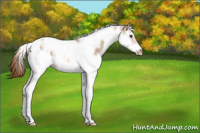 Horse Color:Red Dun Ice Splash Tobiano Frame Appaloosa Rabicano 