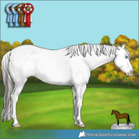 Horse Color:Cremello Dun Sabino Splash Tobiano Varnish Rabicano  and Liver Red Dun Sabino Splash Varnish Rabicano 