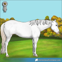 Horse Color:Chocolate Palomino Ice Sabino Splash Tobiano Frame Varnish Rabicano 