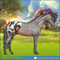 Horse Color:Brown Appaloosa 