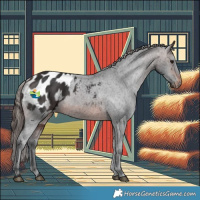 Horse Color:Brown Appaloosa 