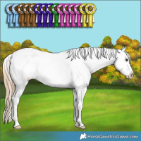 Horse Color:Chestnut Sabino Splash Tobiano Appaloosa Rabicano 