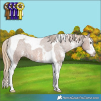 Horse Color:Chestnut Sabino Splash Tobiano Appaloosa Rabicano
