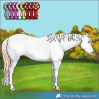 Horse Color:Chestnut Ice Sabino Splash Tobiano Appaloosa Rabicano and Chestnut Ice Splash Tobiano Appaloosa Rabicano