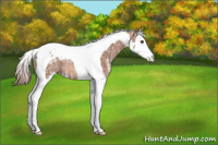 Horse Color:Chestnut Ice Splash Tobiano Rabicano 