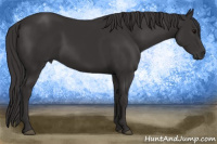 Horse Color:Smoky Black  and Smoky Black 
