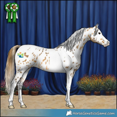 Horse Color:Buckskin Tobiano Appaloosa Rabicano 