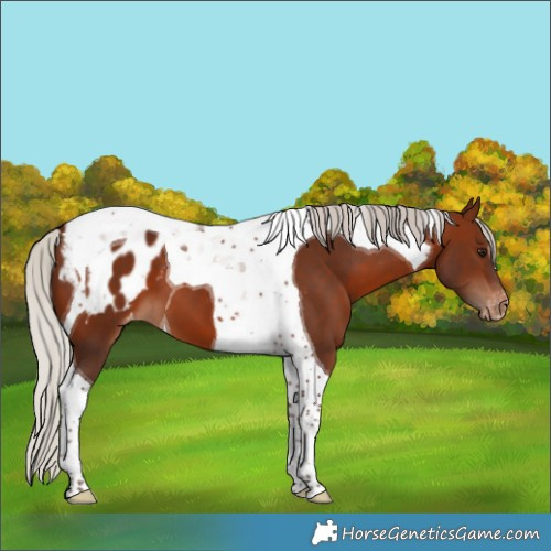 Horse Color:Silver Brown Tobiano Appaloosa 