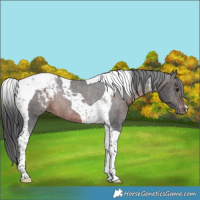 Horse Color:Brown Tobiano Snowcap Rabicano 