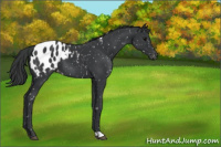 Horse Color:Black Blanket 
