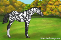Horse Color:Black Near Leopard