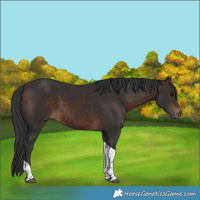 Horse Color:Bay Tobiano 