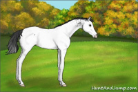 Horse Color:Blue Roan Splash Appaloosa