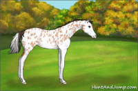 Horse Color:Bay Roan Splash Near Leopard Rabicano 