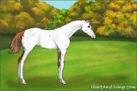 Horse Color:Red Roan Appaloosa