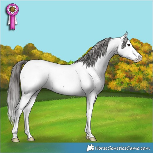 Horse Color:Blue Roan Splash Appaloosa Rabicano 
