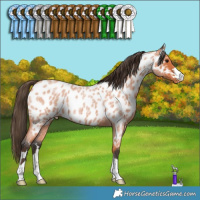 Horse Color:Bay Roan Appaloosa