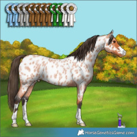 Horse Color:Bay Roan Appaloosa 