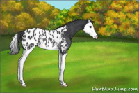 Horse Color:Black Splash Near Leopard Rabicano 
