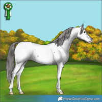Horse Color:Blue Roan Appaloosa Rabicano 