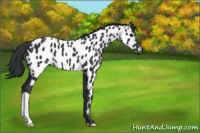 Horse Color:Black Appaloosa 