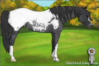 Horse Color:Blue Roan Appaloosa Rabicano 