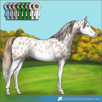 Horse Color:Red Roan Splash Appaloosa Rabicano