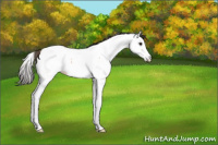 Horse Color:Bay Roan Splash Appaloosa Rabicano 