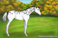 Horse Color:Blue Roan Splash Near Leopard Rabicano 