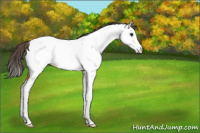 Horse Color:Bay Splash Appaloosa Rabicano 