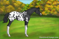 Horse Color:Black Near Leopard 