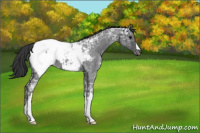 Horse Color:Blue Ice Roan Near Fewspot 