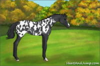 Horse Color:Blue Roan Appaloosa