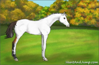 Horse Color:Bay Roan Fewspot 