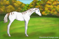 Horse Color:Red Roan Splash Appaloosa Rabicano 