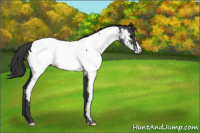 Horse Color:Blue Roan Near Fewspot Rabicano 