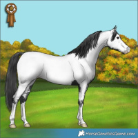 Horse Color:Black Fewspot 