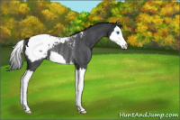 Horse Color:Blue Roan Splash Snowcap Rabicano 