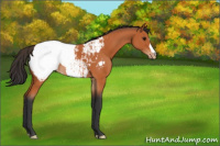 Horse Color:Bay Appaloosa