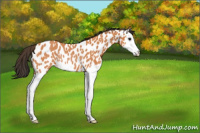 Horse Color:Bay Splash Appaloosa Rabicano