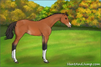 Horse Color:Bay 