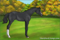 Horse Color:Black Varnish 