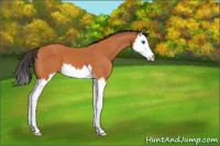 Horse Color:Bay Splash 