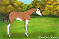 Horse Color:Bay Splash Appaloosa 