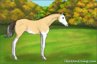 Horse Color:Buckskin Splash 
