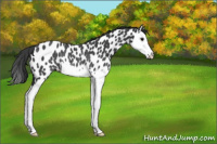 Horse Color:Black Splash Near Leopard Rabicano 