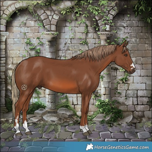 Horse Color:Chestnut 