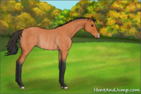 Horse Color:Bay Roan Rabicano 