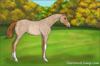 Horse Color:Red Roan Rabicano 